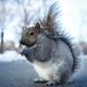 Illustration for article titled Olympic snowboarders demonstrate superhuman levels of skill and concentra—OH SHIT, A SQUIRREL